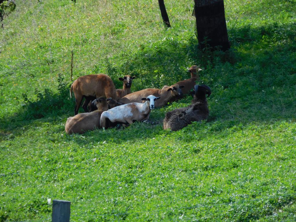 Urlaub Am Bauernhof Blamauer Koehr เกิสต์ลิง อัน แดร์อิบส์ ภายนอก รูปภาพ
